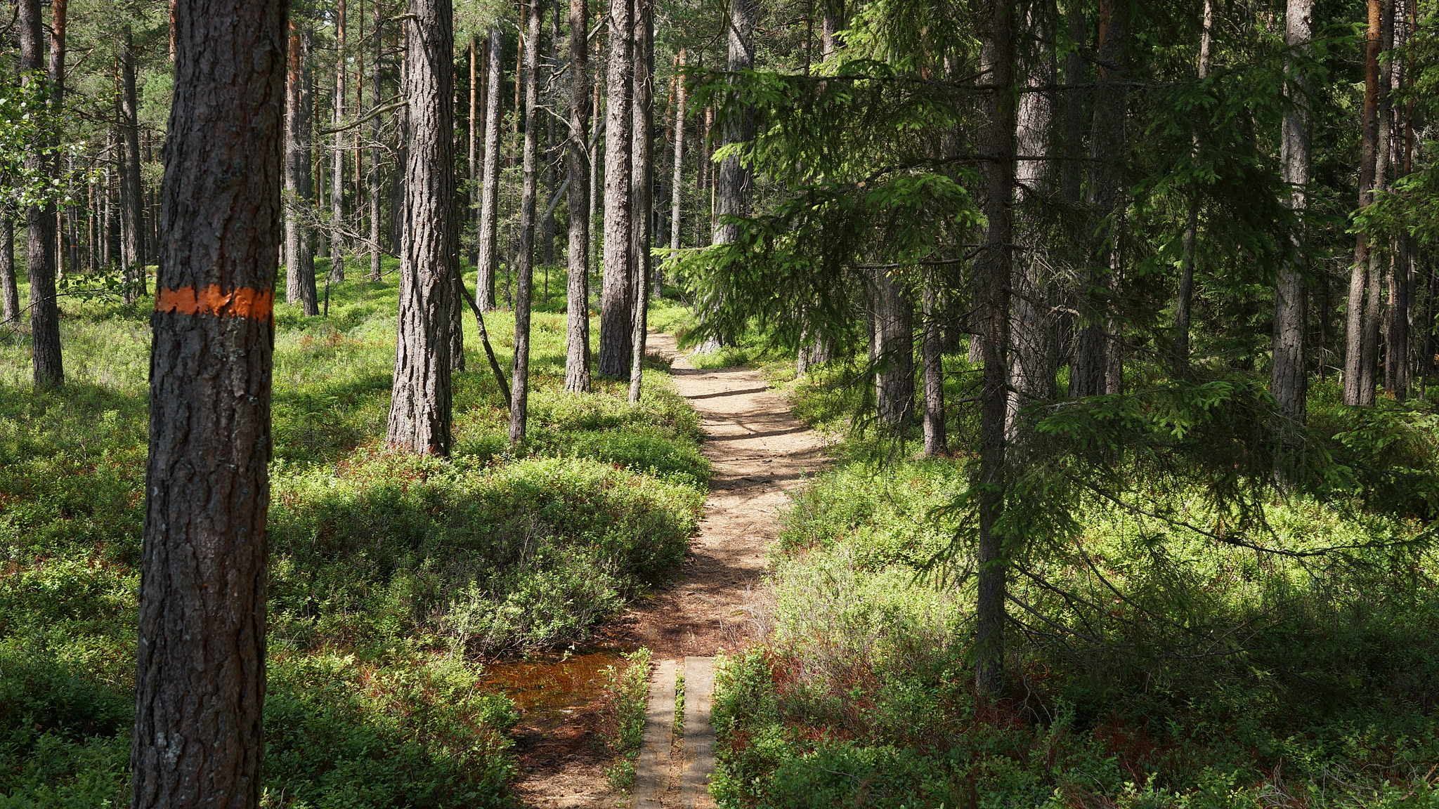 Forest in Gnosjo, Jonkoping, Sweden